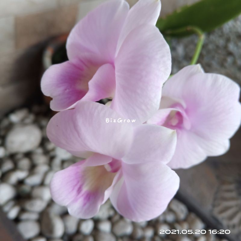 anggrek dendro eka karya kode nta