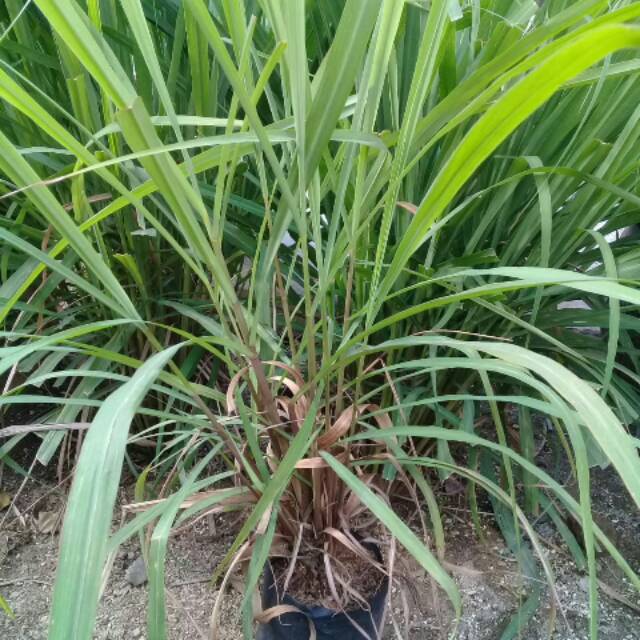 Tanaman Serai Merah Serai Urut