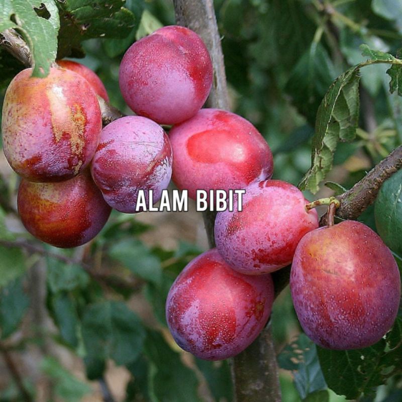 BIBIT BUAH PLUM AUSSIE OKULASI
