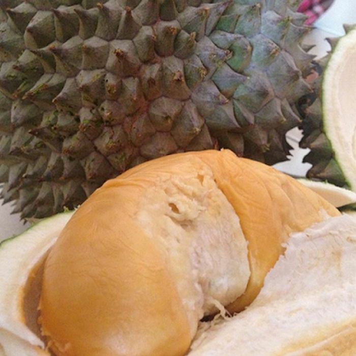 bibit durian duri hitam