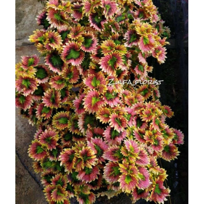 Miana Murah/Daun Miana Cantik/Bunga Miana