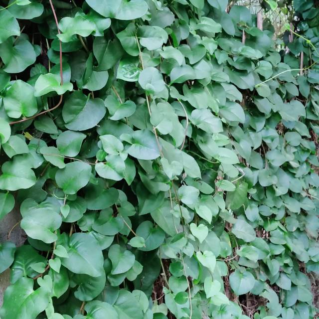 

Daun dan umbi binahong