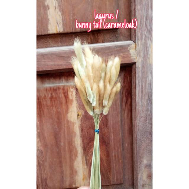 Lagurus / bunny tail carameloak , bunga kering impor , bunga kering natural