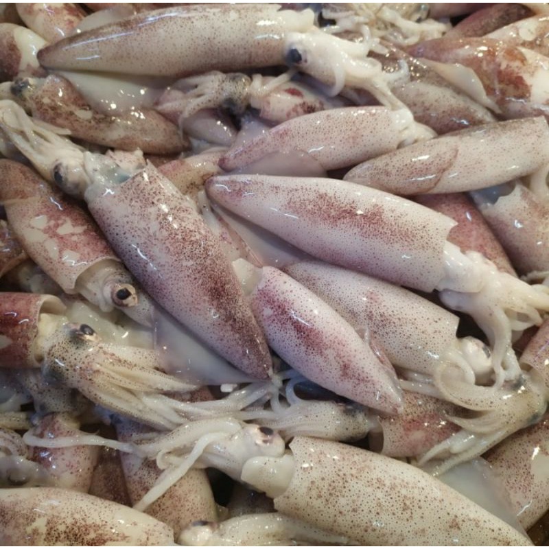 

Cumi Jarum 1-KG/ Cumi Jarum Fresh Size Sedang 1.0kg