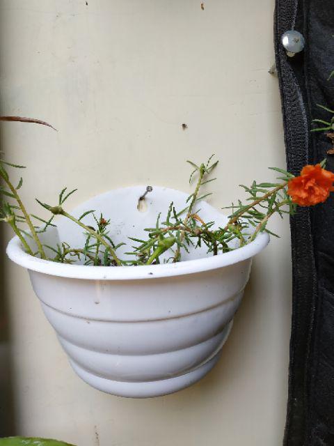 1paket Carnation Lokal