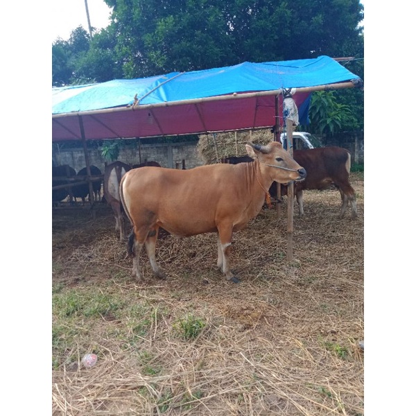 

sapi kupang bima bali