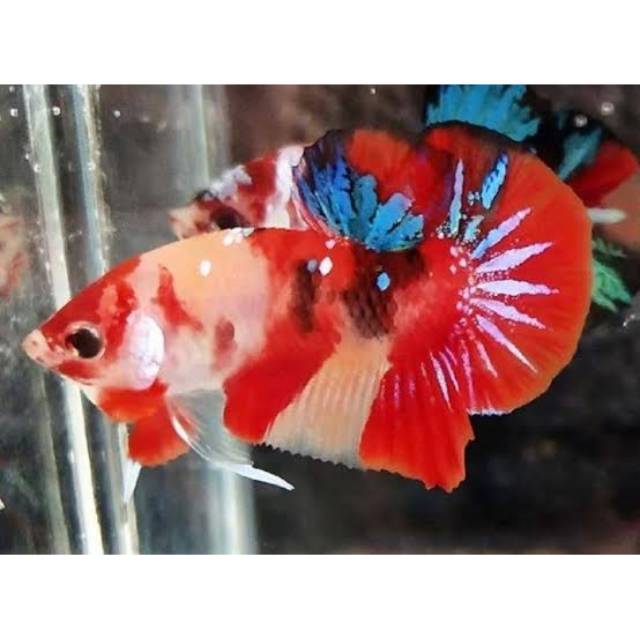 Ikan cupang Nemo
