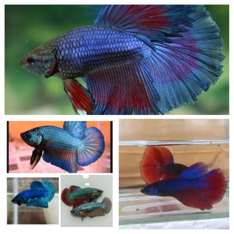 Ikan Cupang HM size L