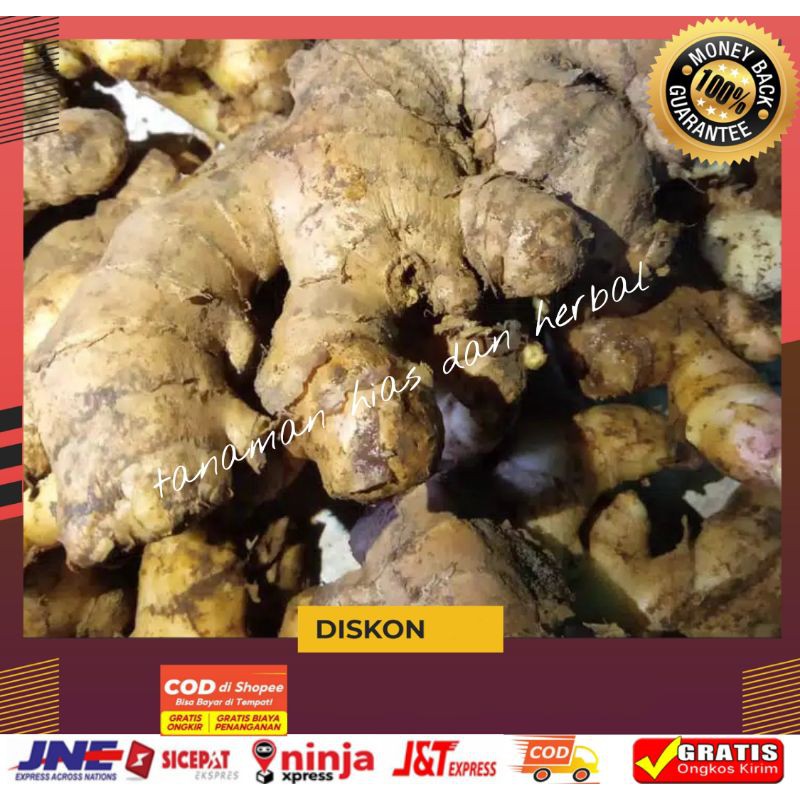 

Jahe jahe gajah super segar 500gram termurah tua segar alami bisa COD