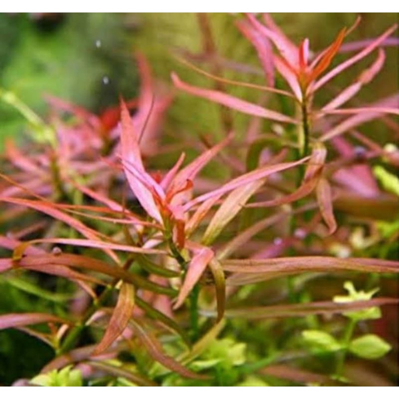 Ludwigia Brevipes - tanaman aquascape