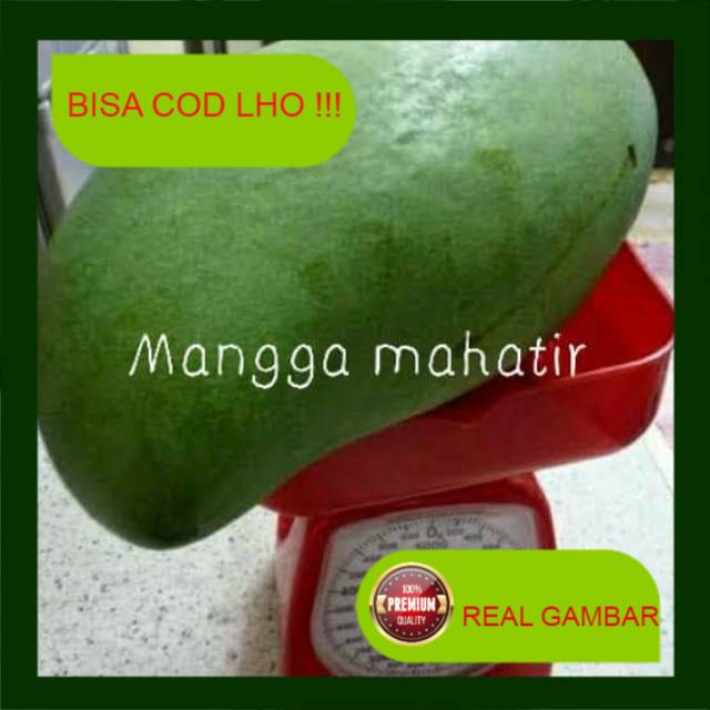 BIBIT MANGGA JUMBO (MANGGA MAHATIR)