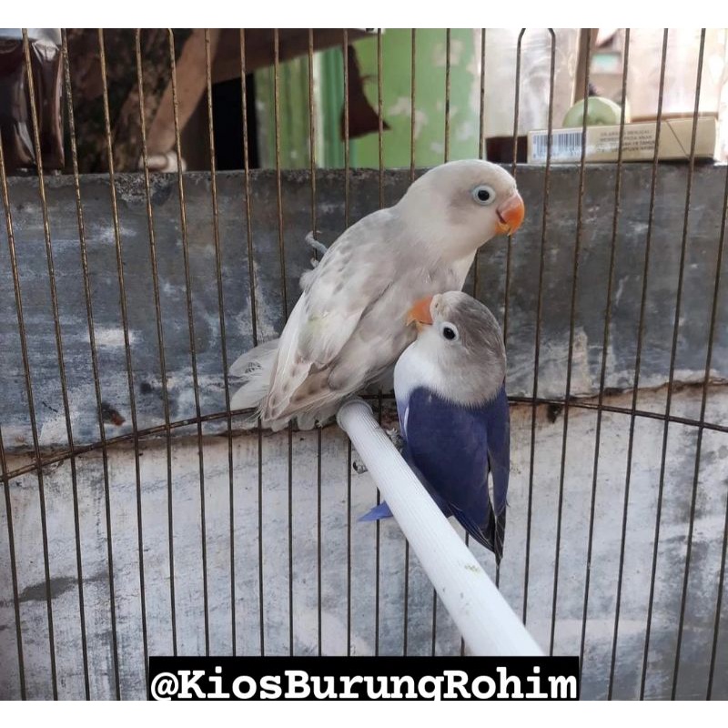 burung lovebird sepasang violet x mocca