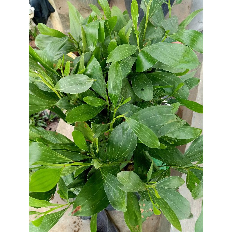 Akasia Magium (Colombo) daun lebar - paket 5 batang