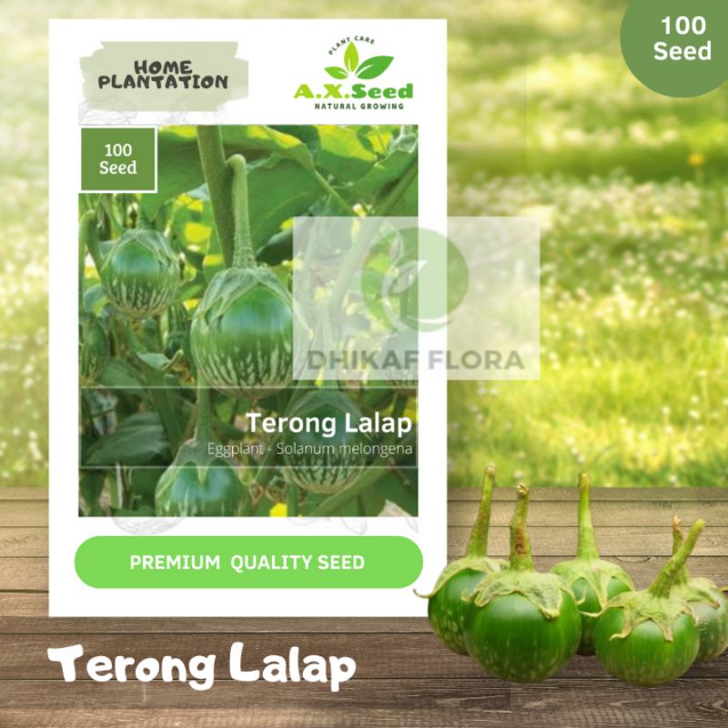 Benih Bibit Terong Lalap (AX Seed)