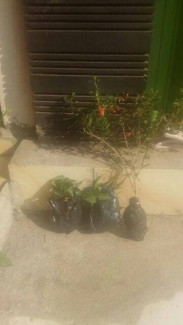 Bibit Cabe 10 Biji 10.000