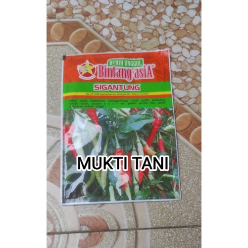 Jual Benih Cabai Rawit Putih Merunduk Sigantung Bibit Cabe Sigantung Bca Shopee Indonesia 