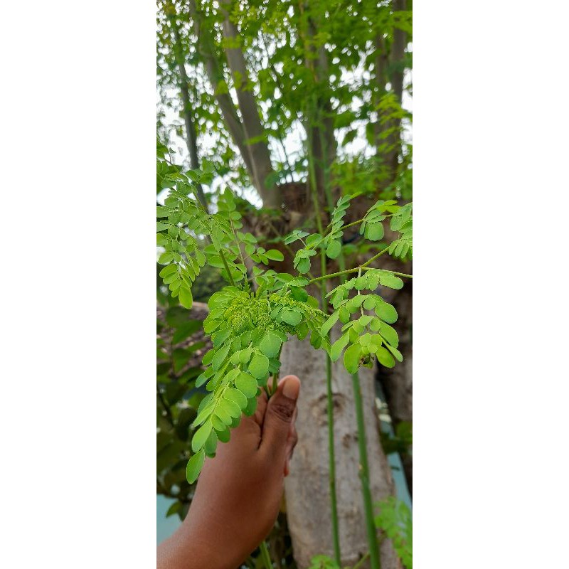 

Daun Kelor (Meronggi)