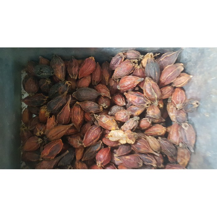 

Zhi zi 栀子 gardeniae fructus 200gram