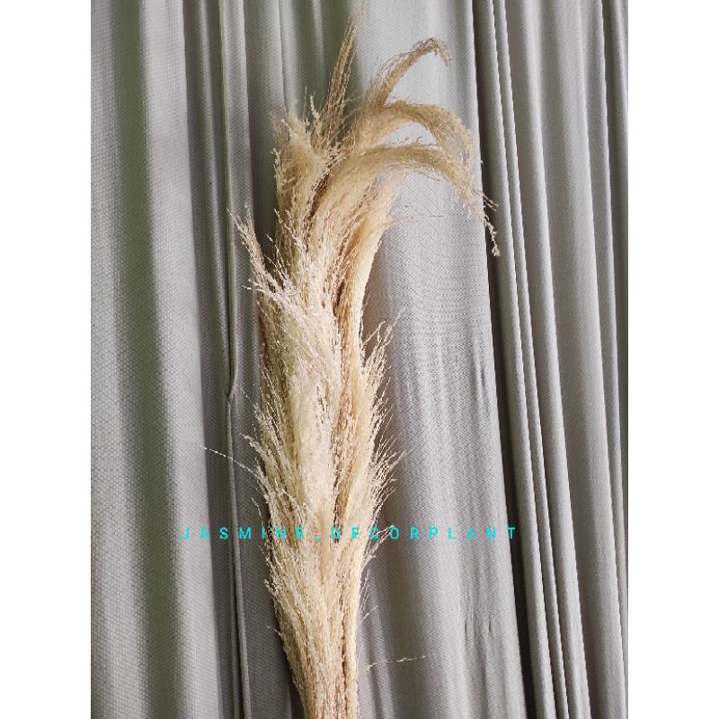 Dried flower Pampas Putih Bulu Besar/BungaKering/Rustic/Dekorasi