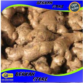 

jahe gajah presh kemasan 500 gram bisa untuk bibit