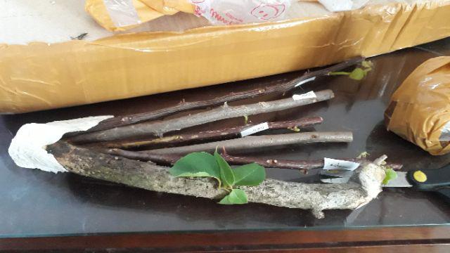 Bougenvile Pink/bambino Baby Alison./ Bogenvil. Bougenville