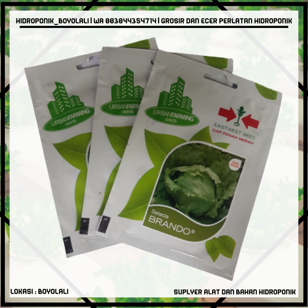 BENIH SELADA BRANDO KEMASAN URBAN FARMING PANAH MERAH