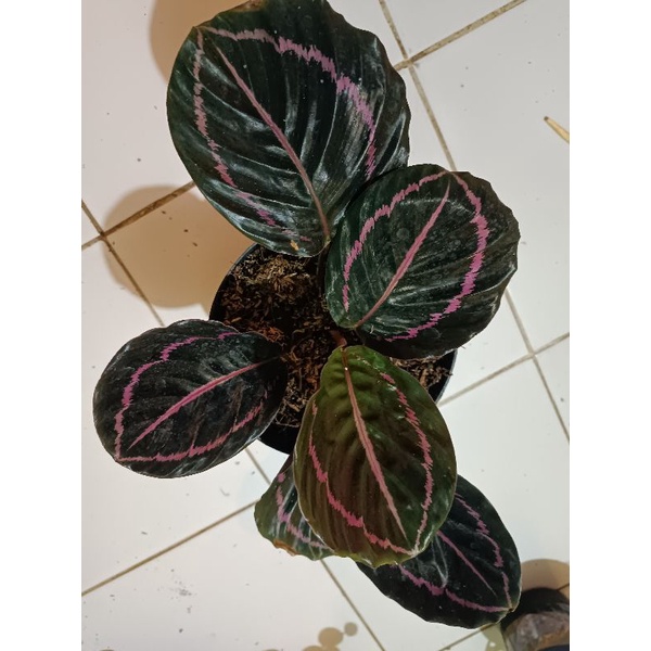 calathea black lipstick