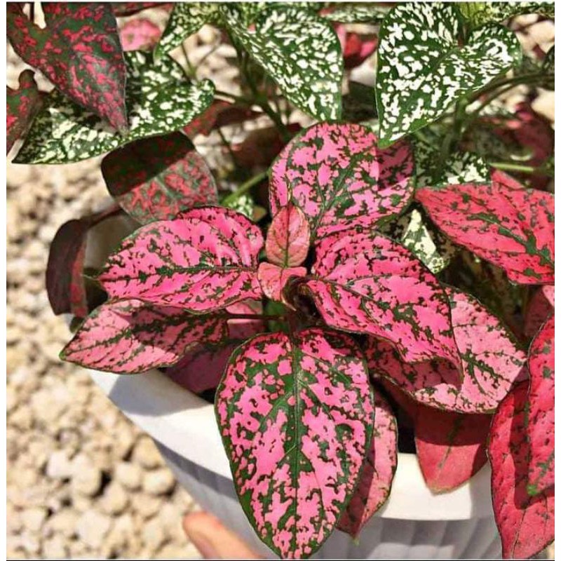 hypoestes merah dewasa