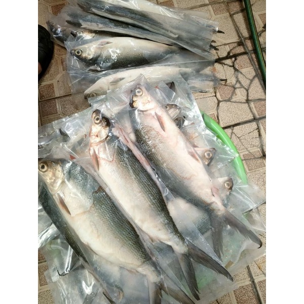 

ikan bandengan