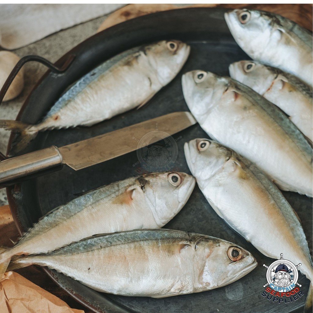 Ikan Kembung Banjar / Kembung Utuh Segar / Kembung Banjar Fresh Frozen-1