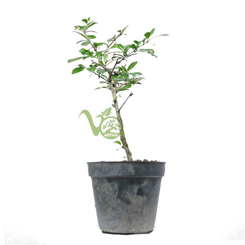 Bibit Bonsai Hokiantea/Hokianti