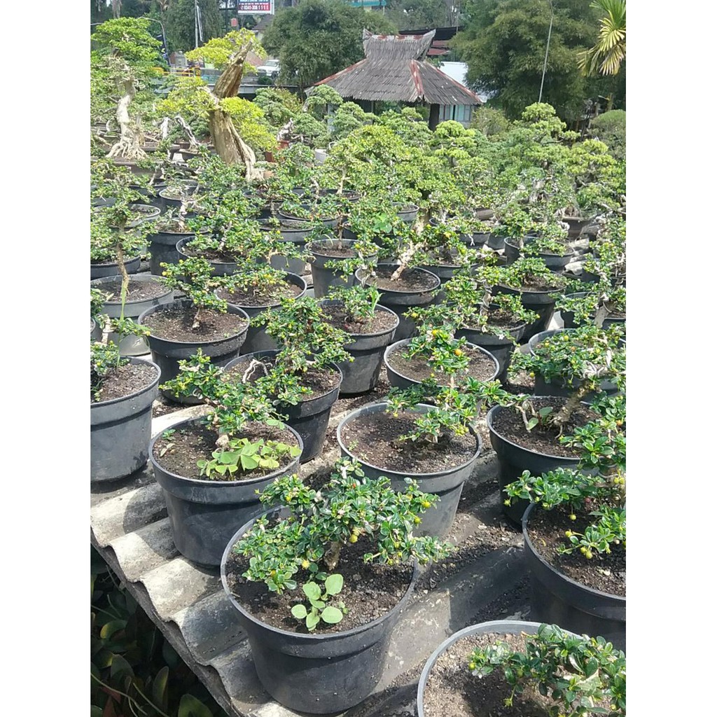 R*O BONSAI HOKIANTEA MICRO BUAH R12