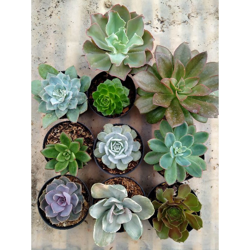 

Paket Sukulen Jumbo 10pcs