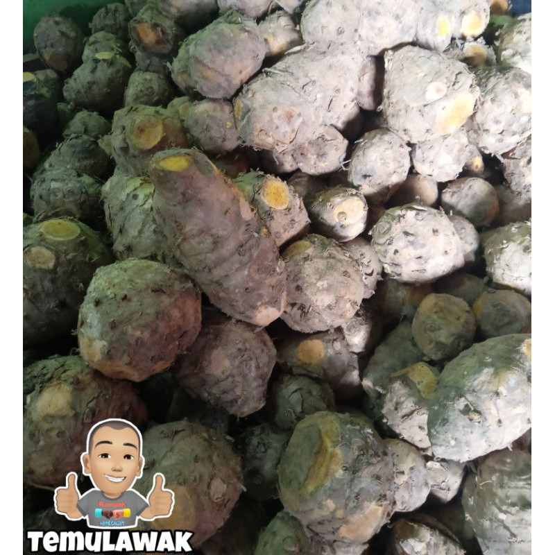 Temulawak 1kg Temulawak Segar Curcuma