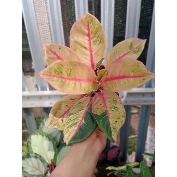 Aglonema Veronica Golden Anakan