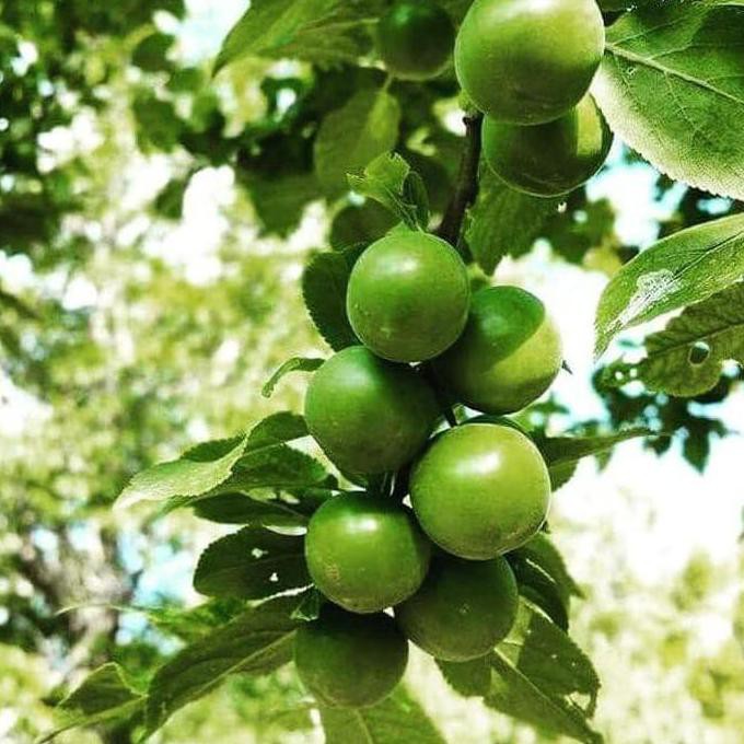 V0C Bibit Tanaman Buah Plum Hijau/Green Plum Australia Z3R0 KDs