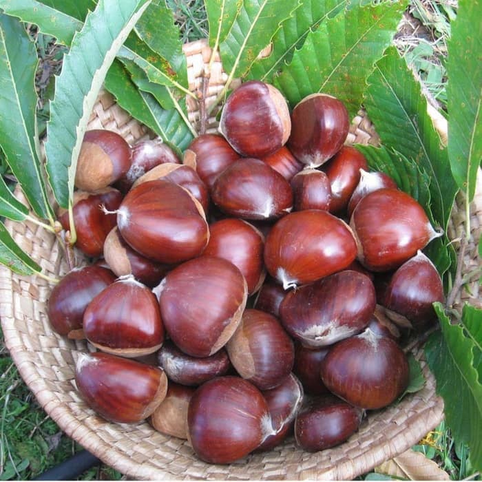 Bibit Buah Jengkol Okulasi Cepat Berbuah