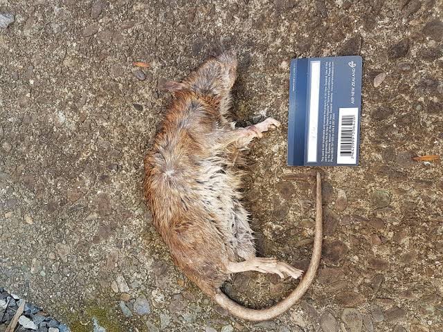 Ramtus Racun Tikus Ampuh Mati Kering Tidak Bau Pembasmi Curut Wirog Mencit Dirumah Di Mobil 5 Pack