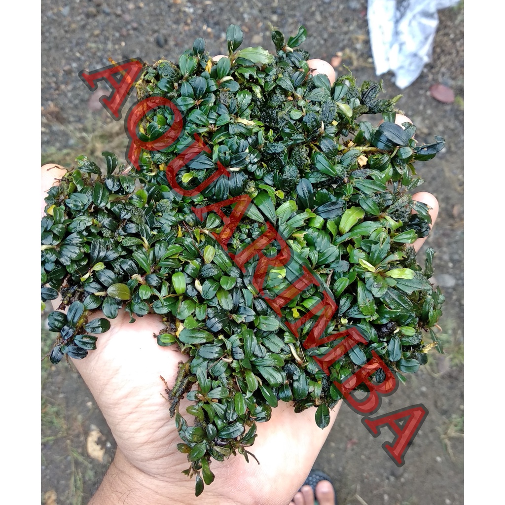 Bucephalandra Medium Clump dan Batangan - Tanaman Aquascape Tanpa co2