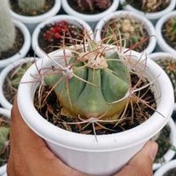 TANAMAN HIAS FERO KAKTUS EMORYII