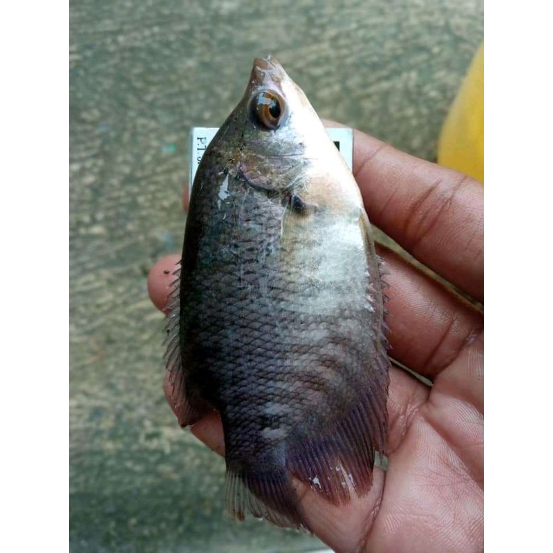 bibit gurame ukuran korek kayu.