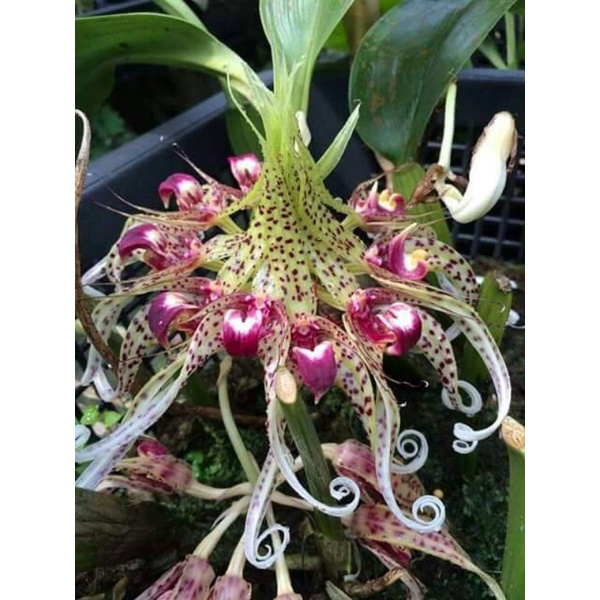 anggrek bulbophyllum binnendijkii tanaman hias