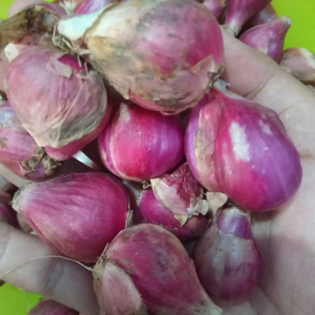 

Bawang merah super
