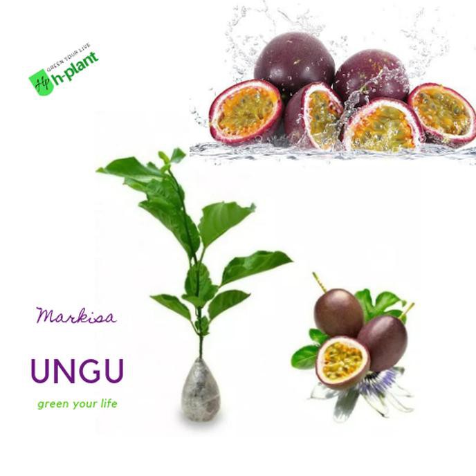 DM= BIBIT BUAH MARKISA MERAH MANIS