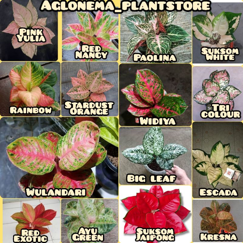 PROMO PAKET 15 BIBIT AGLONEMA KOLEKSI /BIBIT BONGGOL AGLONEMA