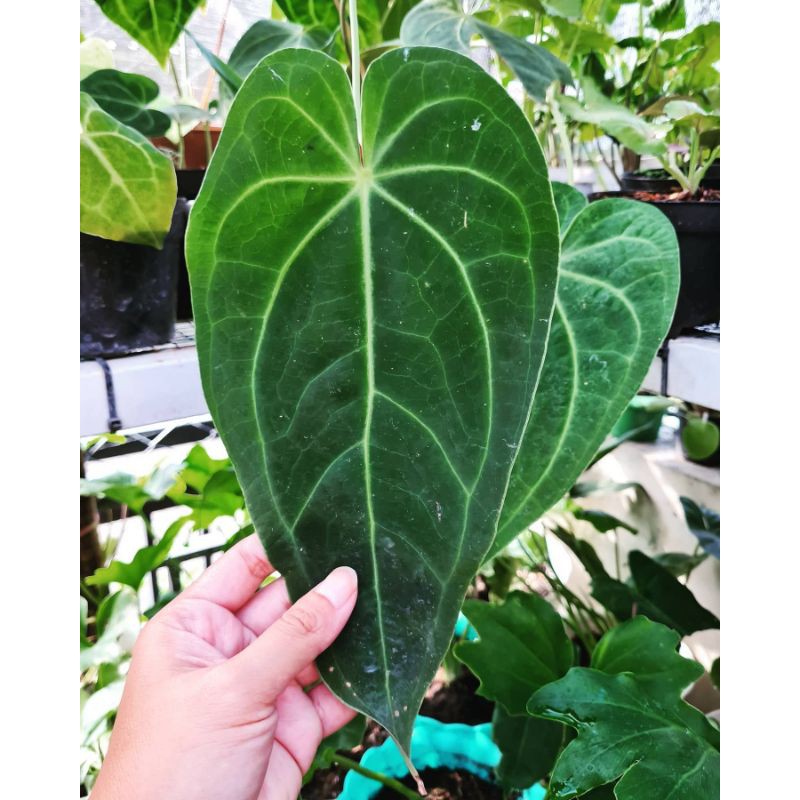 anthurium magnificum verdei