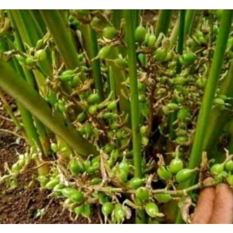 bibit kapolaga hijau, kapolaga india per batang