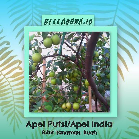 i2f bibit tanaman buah apel putsa/apel india 40cm obr