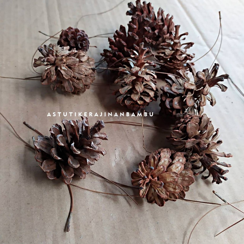 Bunga Pinus Kering Kecil/ pinus jogja/ biji pinus murah/ pinus kering