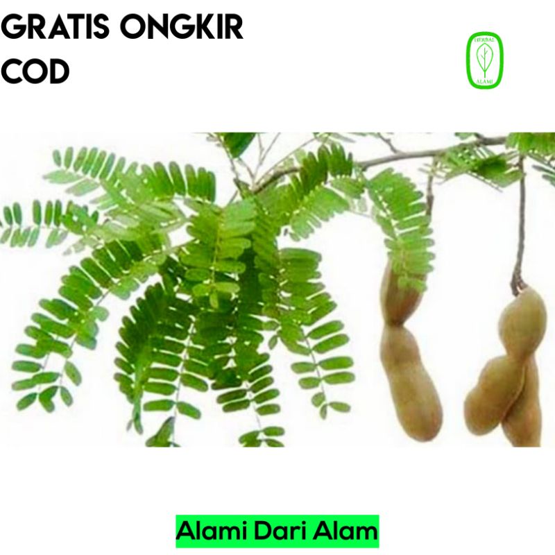 

Daun Sinom Segar Asam Jawa Fresh Herbal Alami COD